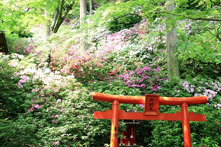 つつじ