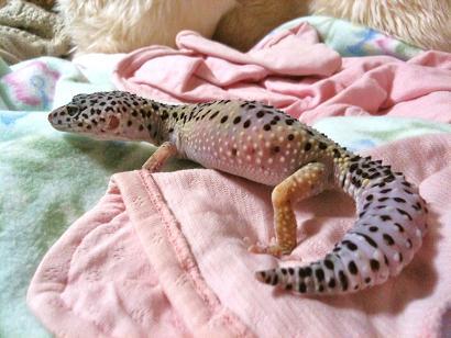 せれ少しふっくら☆