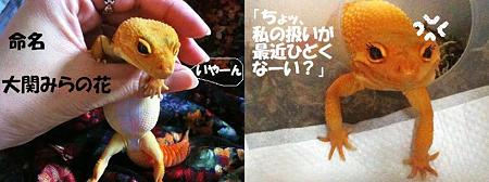 大関みらの花w