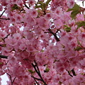 Photos: 河津桜！満開也！！