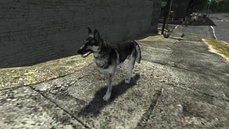犬1