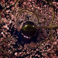 南伊豆町　「みなみの桜」　（２０１３年）