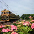 JRKYUSHU SWEET TRAIN「或る列車」