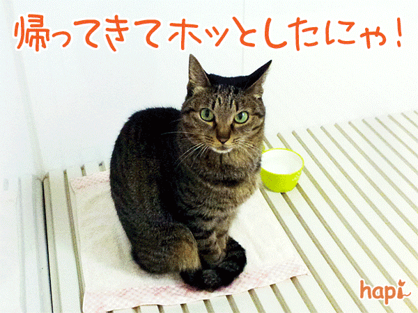 Photos: 120119-【猫アニメ】お家が一番にゃ！