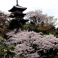 「land2015」　桜と三重塔