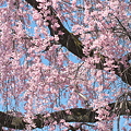 桜の滝
